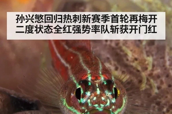 孙兴慜回归热刺新赛季首轮再梅开二度状态全红强势率队斩获开门红